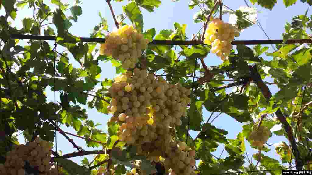 Душанбе яқинидаги Ваҳдат тумани узумлари