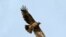 The Steppe Eagle Aquila Nipalensis only breeds at selected sites in Kazakhstan