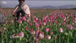 Урожай мака в Кандагаре