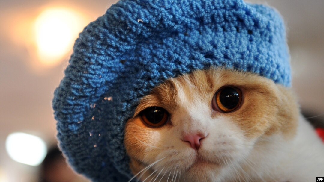 The Strange World Of Kyrgyz Cat Shows