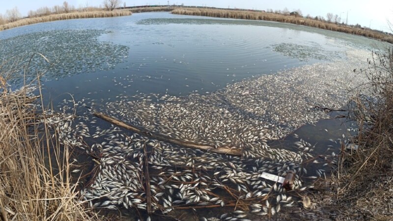 В Самаре проверят сообщения о массовом заморе рыбы 