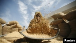 A laborer winnows rice at a marketyard at Bavla, west of the western Indian city of Ahmedabad.