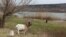Animale la păscut pe malul Nistrului la Rezina