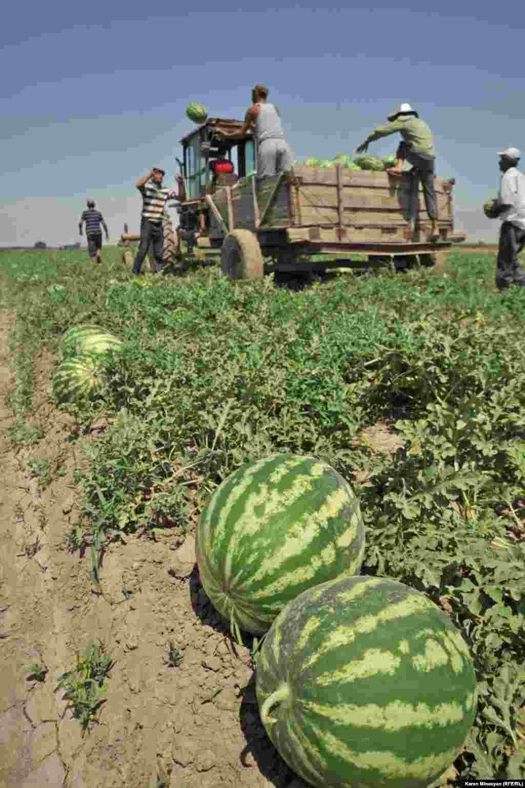 Armenia -- Watermelon harvest in Ararat region, 14Aug2012