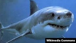 Илустрација: Бела ајкула