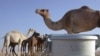 World: The Overlooked Resource Of Camel Milk