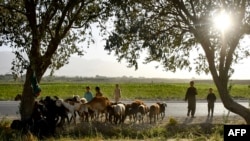 کودکان چوپان با موشی شان در یکی از قریه‌های افغانستان