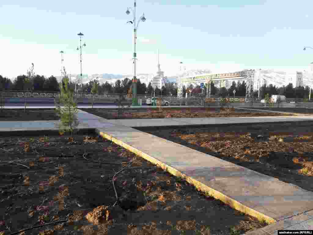 Aşgabatda täze ekilen arçalar