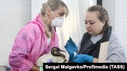 Волонтеры очищают птиц, пострадавших из-за разлива нефти в Краснодарском крае. 18 декабря 2024 года