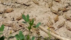 Locusts Destroy Large Area Of Crops In Southern Tajikistan