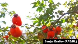 Иллюстрациялык сүрөт. 