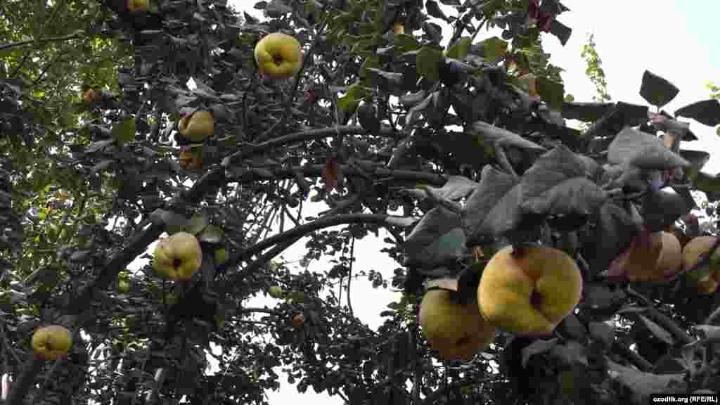 Душанбе яқинидаги Ваҳдат тумани Мулладавлат қишлоғида беҳи