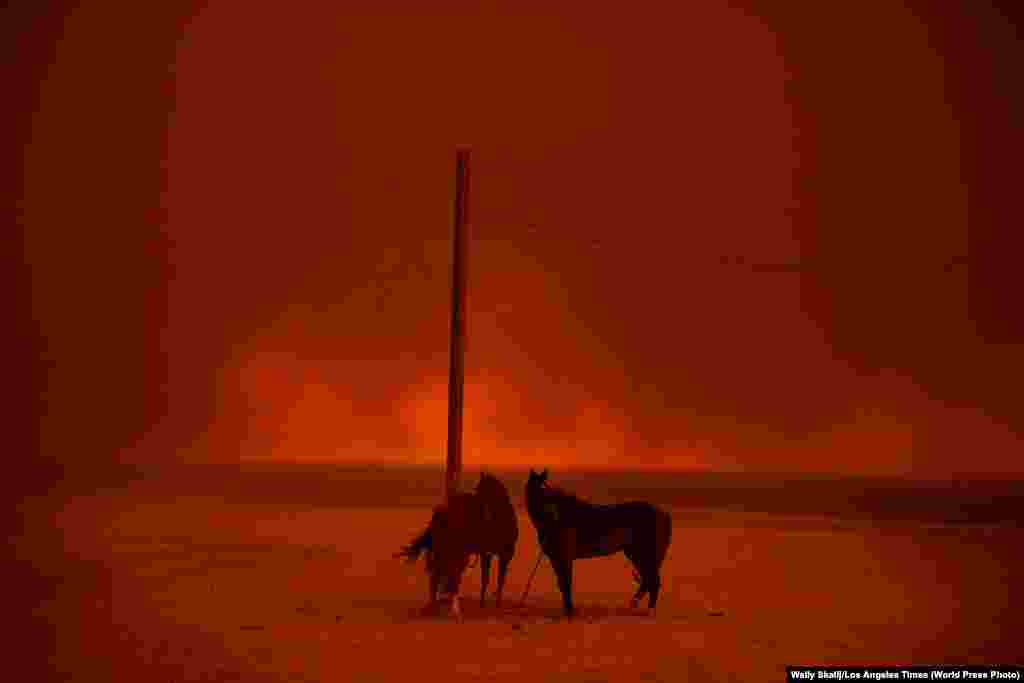 Evacuated horses stand tied to a pole, as smoke from a wildfire billows above them, on Zuma Beach, in Malibu, California on November 10, 2018. The 2018 wildfire season in California was the deadliest and most destructive on record, burning an area of more than 676,000 hectares. Environment: Second Prize, Singles - Wally Skalij, Los Angeles Times