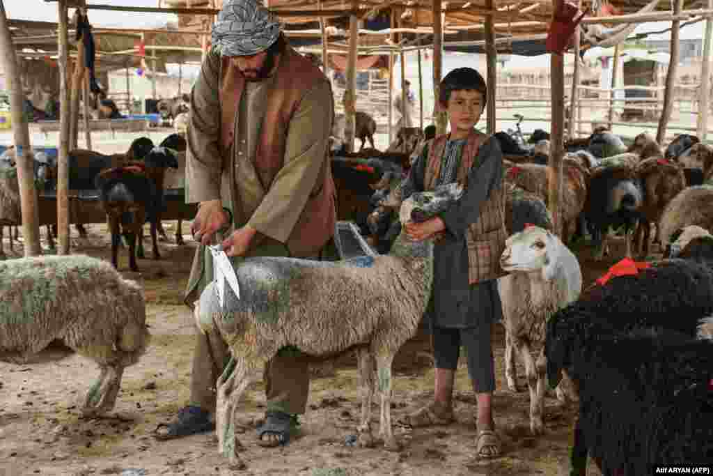 Një shitës afgan duke qethur një dele derisa pret blerës në një treg bagëtish në periferi të Mazar-e Sharifit në provincën Balkh.