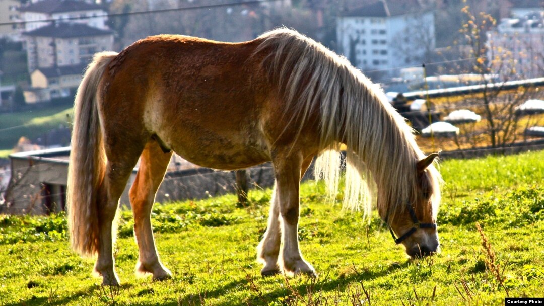 Жетілген және қара қатты порно онлайн