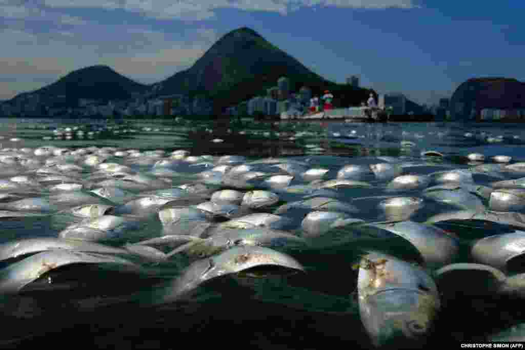 Tens of thousands of dead fish float on the waters of the popular Rodrigo de Freitas lagoon beside the Corcovado Mountain in Rio de Janeiro, Brazil. Officials said recent storms sent large amounts of organic matter into the lagoon, sending oxygen levels critically low. (AFP/Christophe Simon)