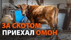 У фермеров забрали скот. Они пошли в суд