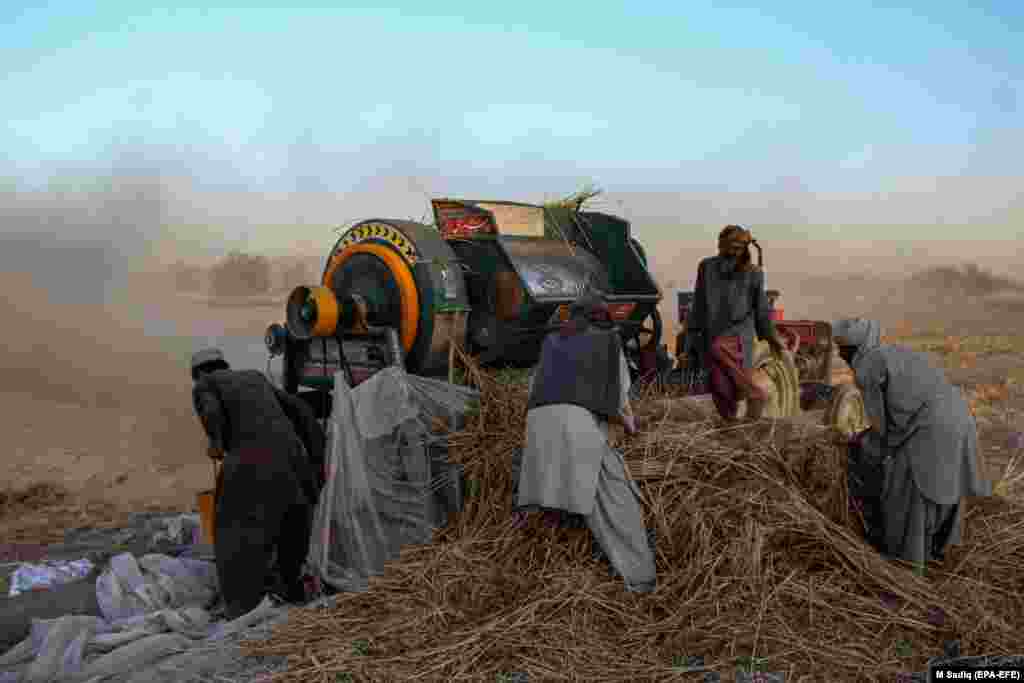 Afghan farmers crush wheat on the outskirts of Kandahar.&nbsp;