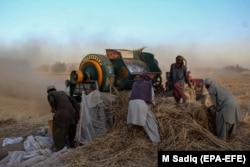 Afghan farmers crush wheat on the outskirts of Kandahar in July.