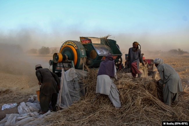 Afganistanski poljoprivrednici drobe pšenicu na periferiji Kandahara u julu.