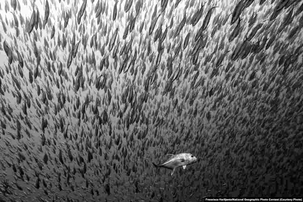 HONORABLE MENTION: Predation Up Close And Personal (Komodo, Indonesia) -- I was surrounded by thousands of fish that moved in synchrony because of the predation that was happening. It was an incredible experience. (Caption by photographer Fransisca Harlijanto)