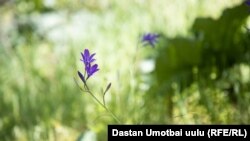 Лише у західних областях очікується короткочасний дощ, подекуди гроза