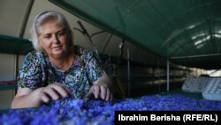 Zarije Malsiu, pronare e kompanisë "Bio Fruti". 