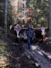 In the forests of Jahorina, a mountain near Sarajevo they extracting trees using oxen and horses to reduces damage to the environment