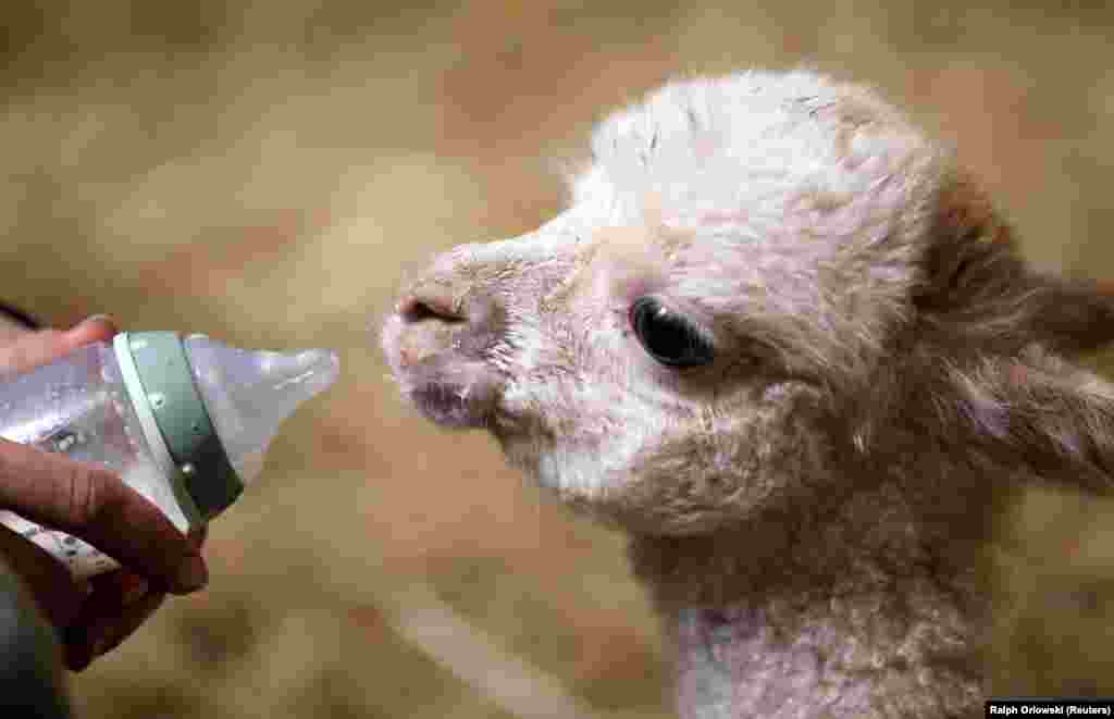 Leg amputated alpaca baby Marie Hope is fed at the farm in Freisen, Germany, April 7, 2021