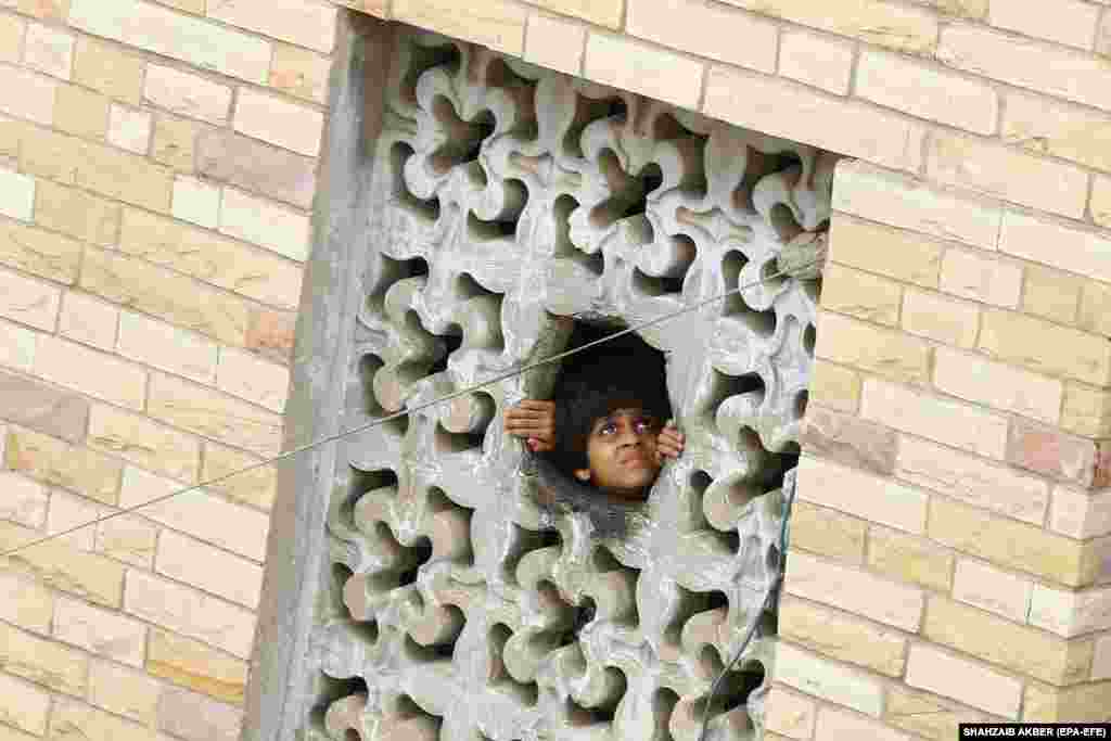 A boy peers through an opening in a wall to watch cattle being moved up and down from rooftops.