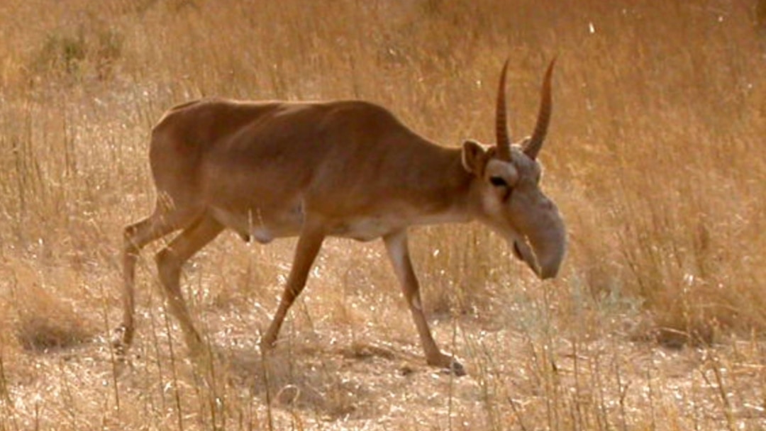 Қырынбаған кискалар