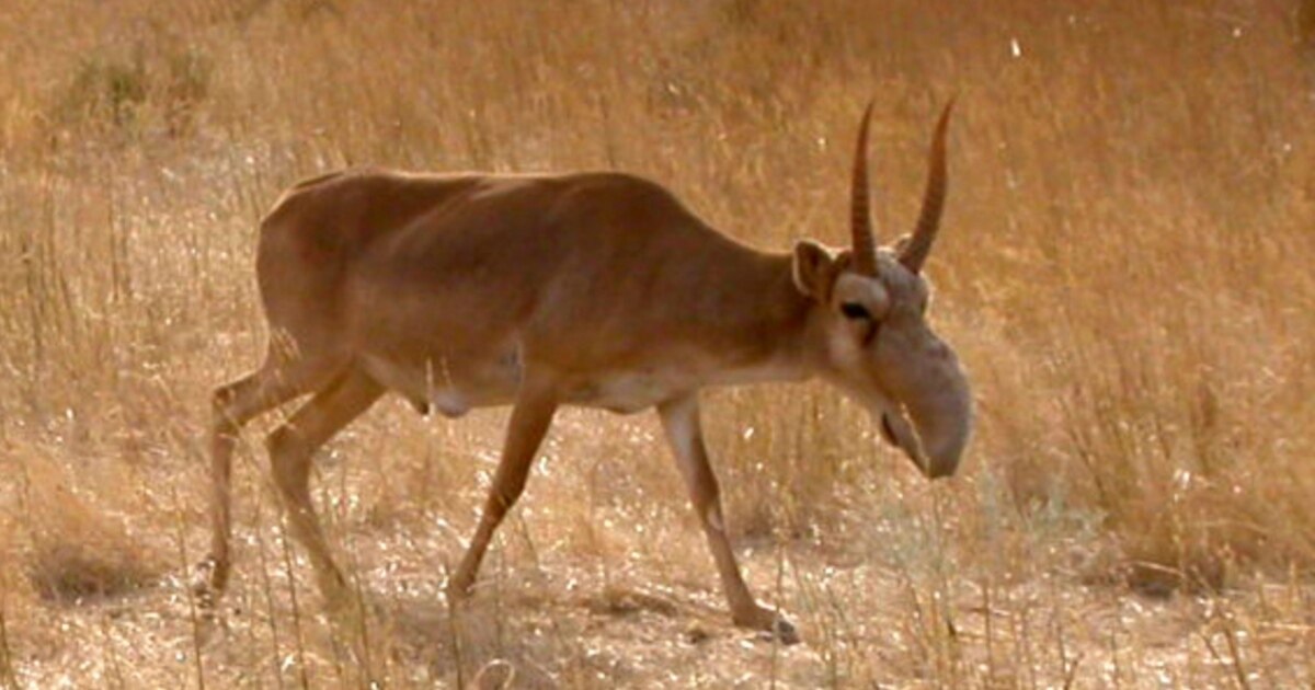 Сасиса эротикалық қыздар