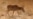 Kazakh Antelope 'Died Of Disease'