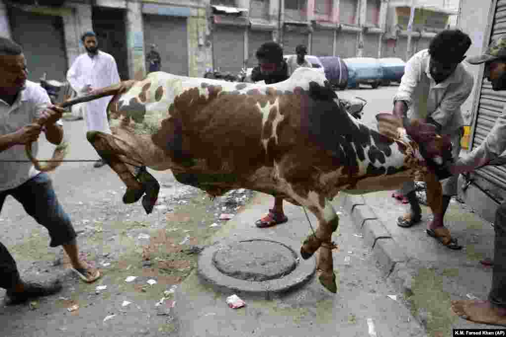People struggle to control a bull for slaughtering in Karachi, Pakistan.