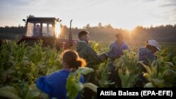 Radnici na plantaži duhana u Ofeheru, Mađarska, septembar 2020. 