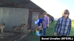 Волонтёр Юлия Асиновская. Кормление собак в питомнике с. Круглоозёрное, Западно-Казахстанская область, 21 мая 2015 года.