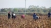 Workers toiled in the fields for 10 hours a day with little rest and no days off, and their living quarters were often unheated, overcrowded, and lacking clean water and washing facilities.
