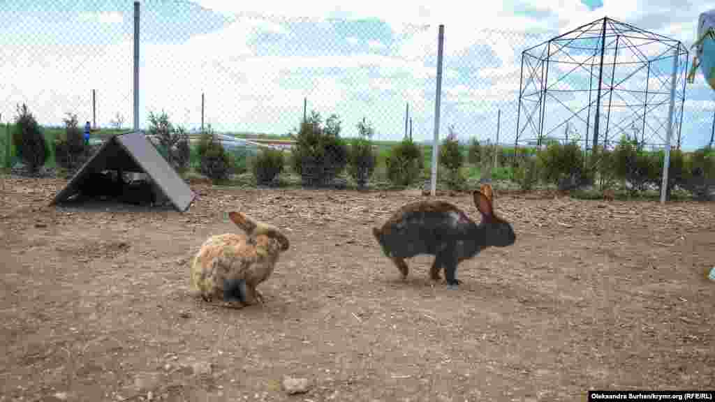 В парке есть поле, где кролики находятся в условиях, приближенных к природным. Они свободно перемещаются по территории &nbsp;