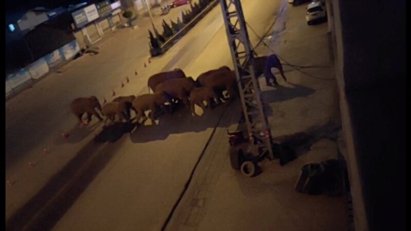 Слонови се шетаат низ кинески град со седум милиони жители