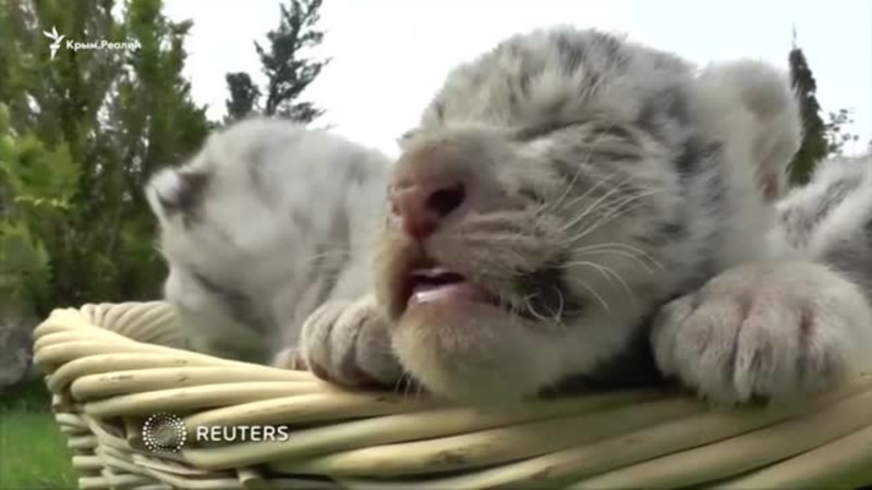 В Крыму родились редкие белые тигрята (видео)