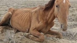 Засуха в Казахстане: умирающий скот лежит в пустыне на Мангышлаке