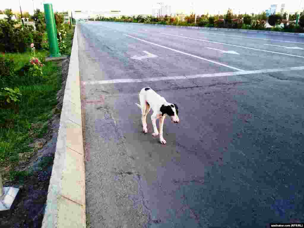 Köçeden barýan tazy