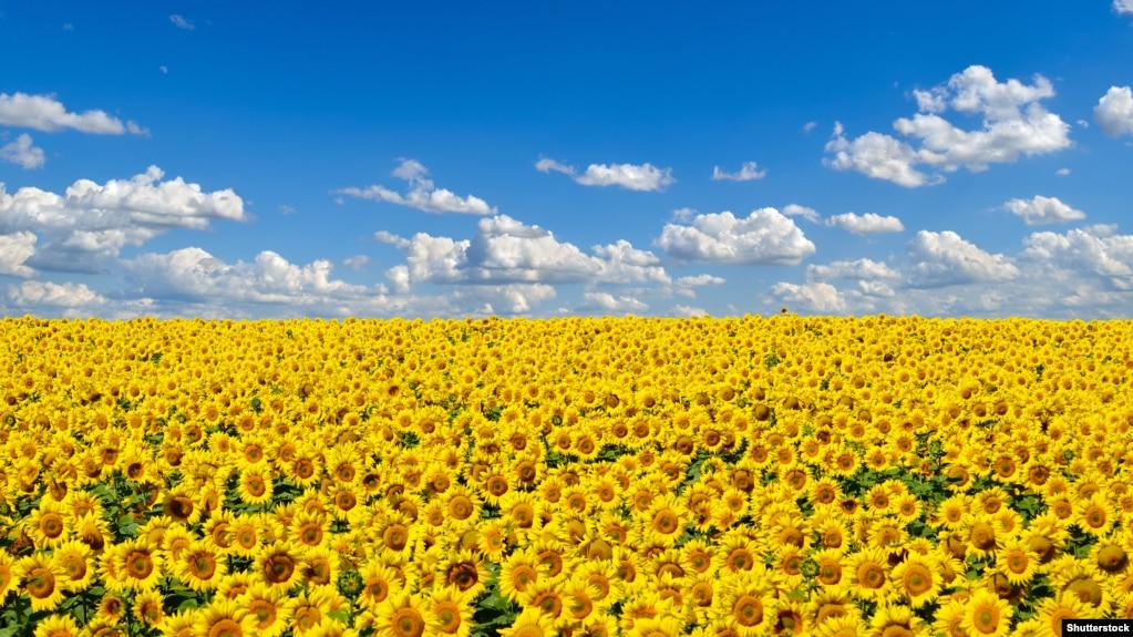 Ukraine and Russia produce "53 percent of global trade in sunflower oil and seeds and 27 percent in wheat."