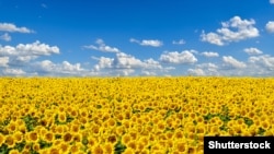 Соняшникове поле в Україні