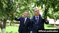 Prezidentlar Shavkat Mirziyoyev va Emomali Rahmon So‘g‘d viloyati G‘afurov tumanidagi “Vaxdati millat” bog‘ida sayr qilmoqda, 11 - iyun, 2021