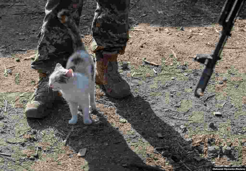 Кот рядом с военнослужащими на их позиции возле села Золотое, ноябрь 2019 года