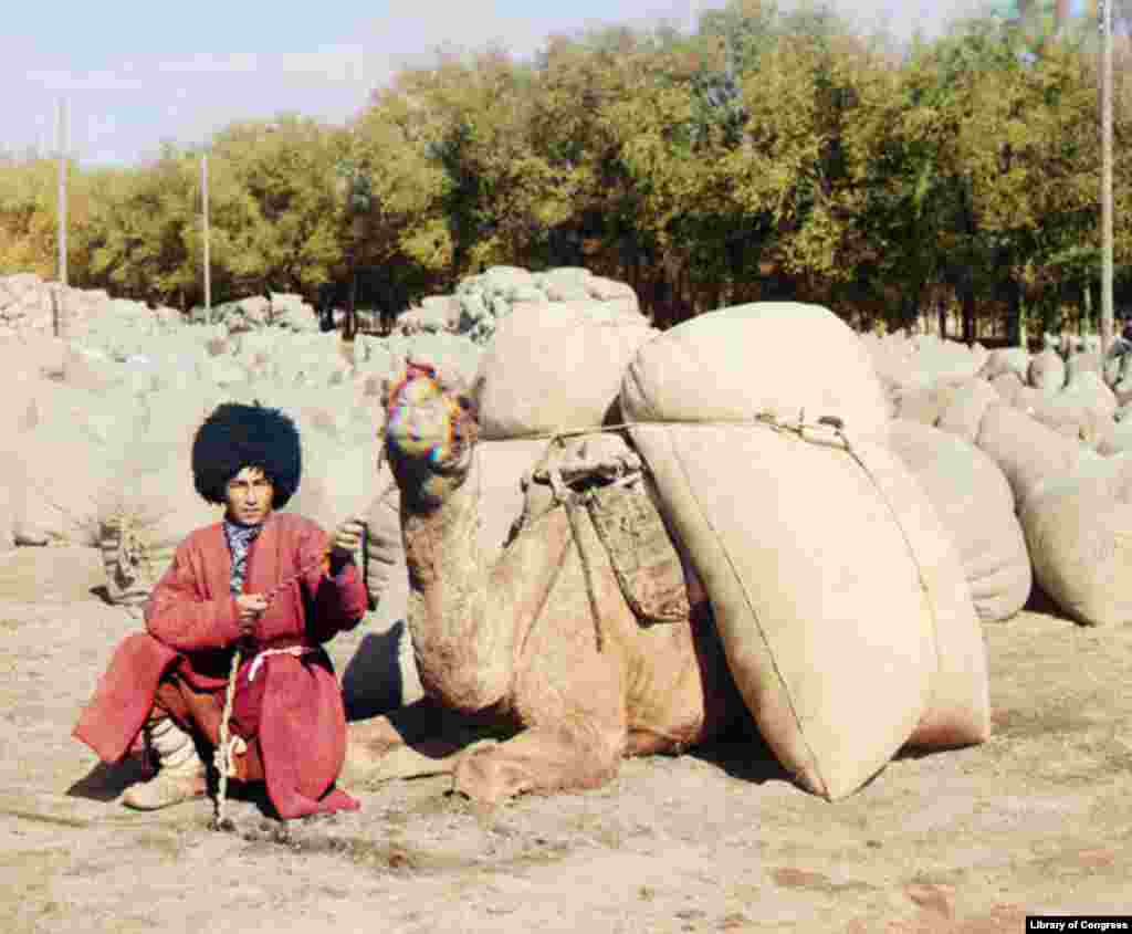 A Turkmen camel driver rests with his camel, most likely carrying grain or cotton. - Camel caravans remained the most common means of transporting food, raw materials, and manufactured goods in Central Asia well into the railroad era.