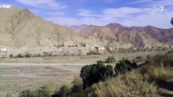 خوست کې د زڼغوځیو او چارمغزو سلګونه زره نیالګي لګول کېږي