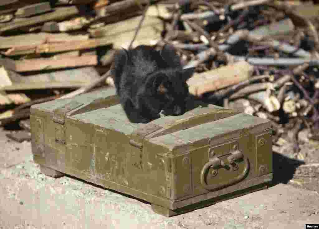 A cat lies on an ammunition box at a pro-Russian separatist position near Donetsk airport late last year.