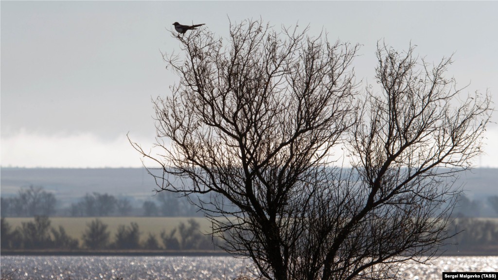 Одинокая сорока на дереве наблюдает за зимними ландшафтами Межводного&nbsp;